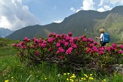 82 Tra distese di rododendri con vista in Cimone